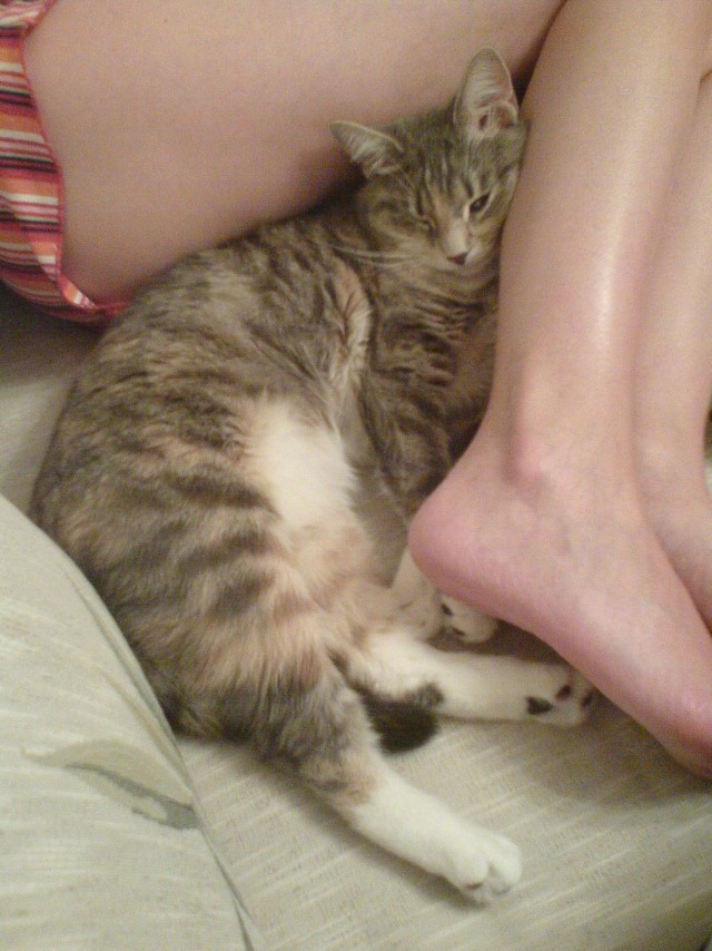 Котовторник 31.07.2012 г.