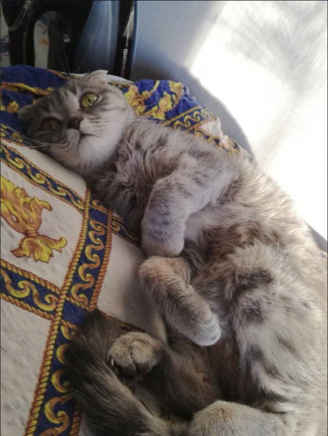 Забавные фото котеек