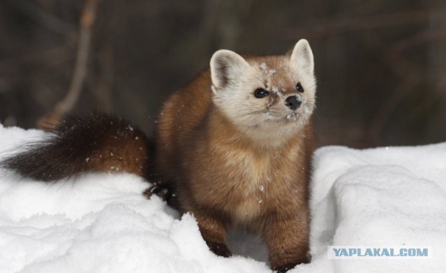 Косой не ушел