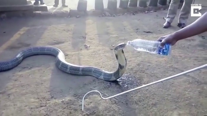 Змея кусает шарик с водой. В очень замедленном воспроизведении