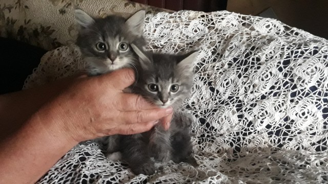Забавные фото котеек