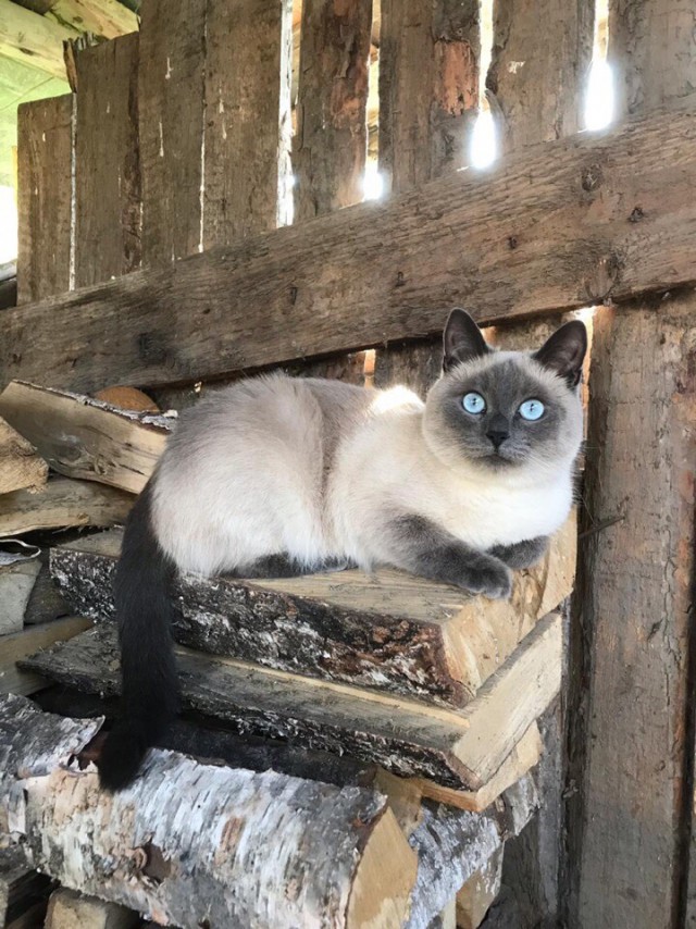 Забавные фото котеек