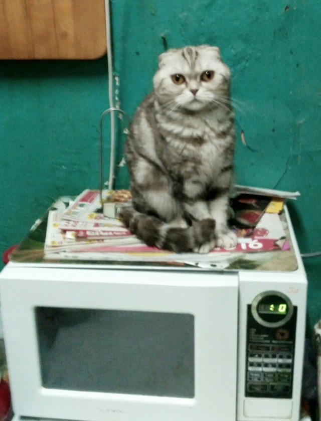 Забавные фото котеек