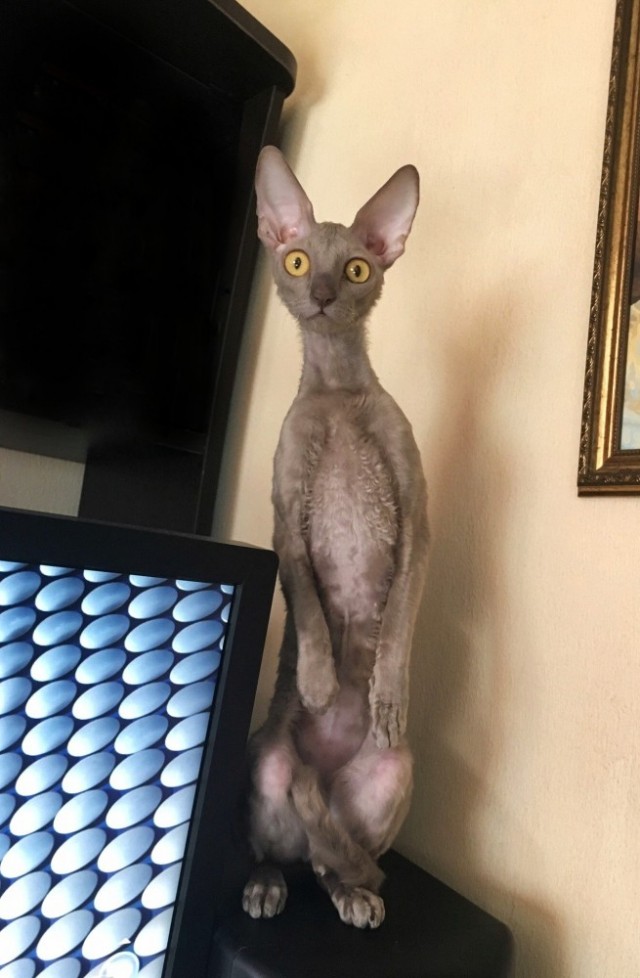 Начнем котоФторник?