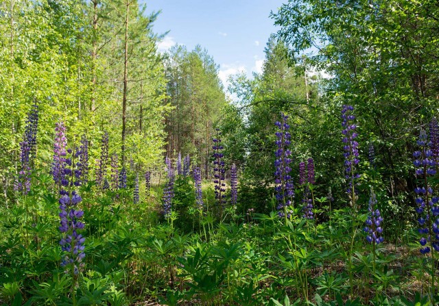Деревенская Америка - 6