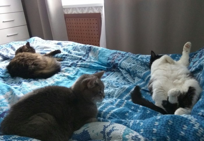 Что значит поза, в которой спит твоя кошка
