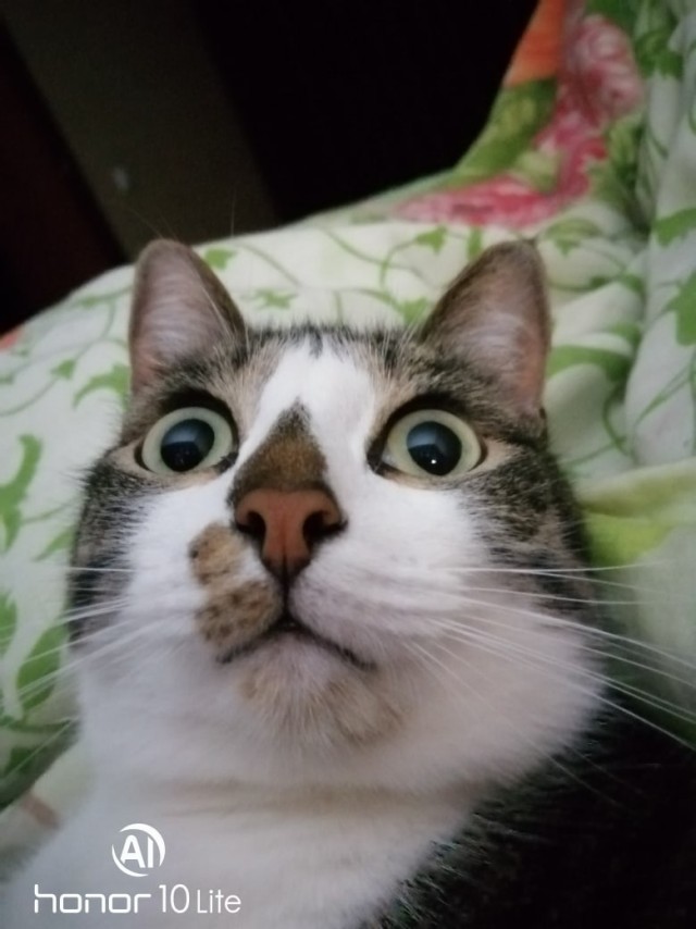 Котофеев пост