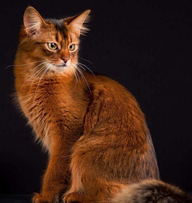 Котофеев пост
