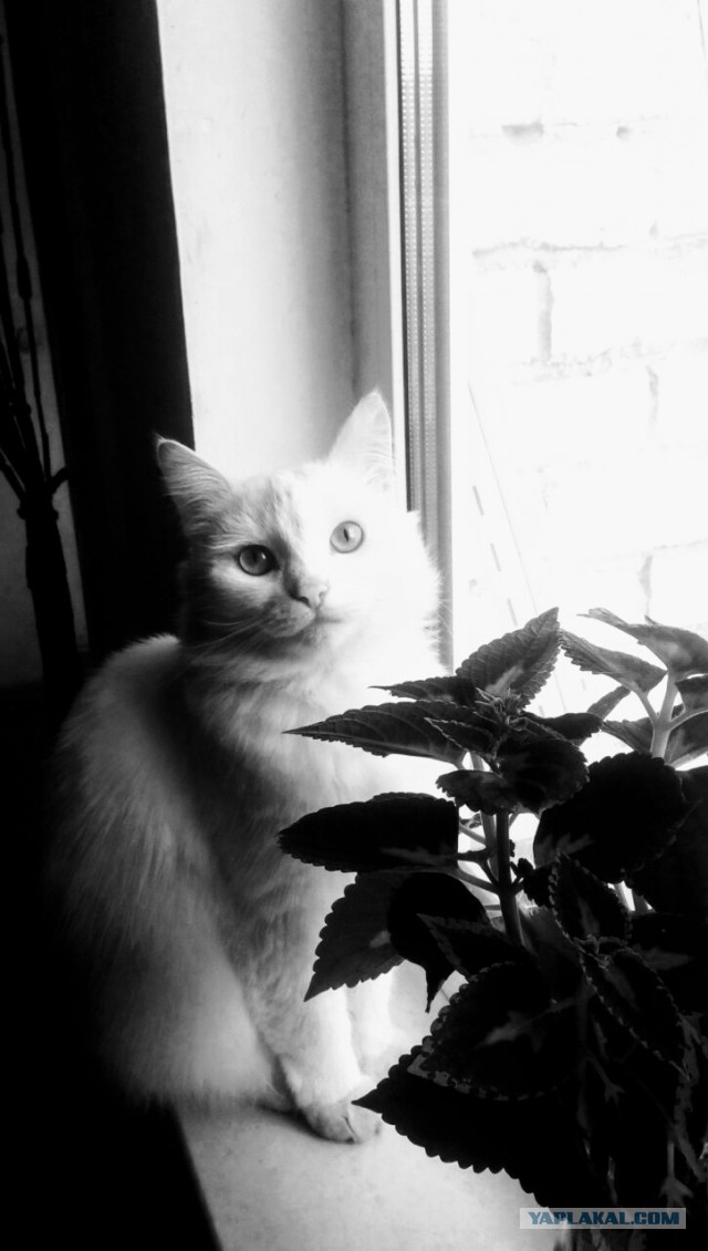 Можно начинать? Котовторник от 05.05.20