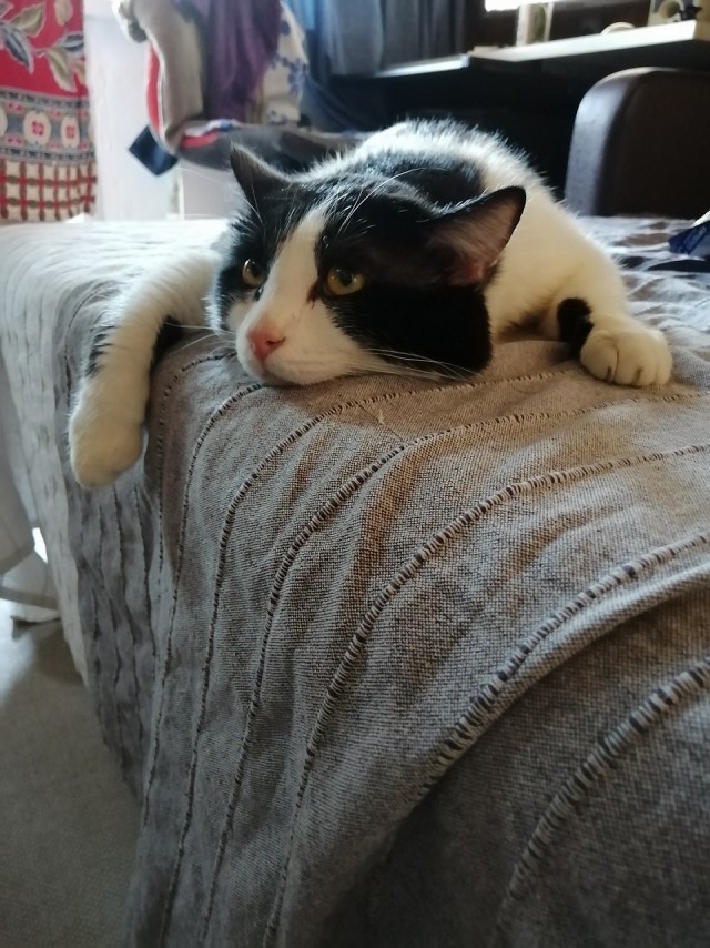 Котовторник 14.07.2020