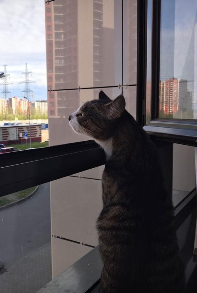 Эти забавные животные