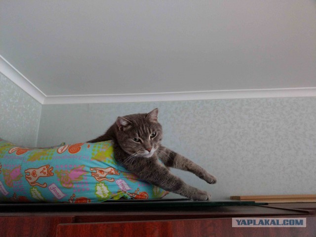Котовторник