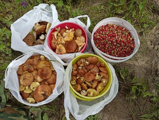 Грибы, которые собрали мы