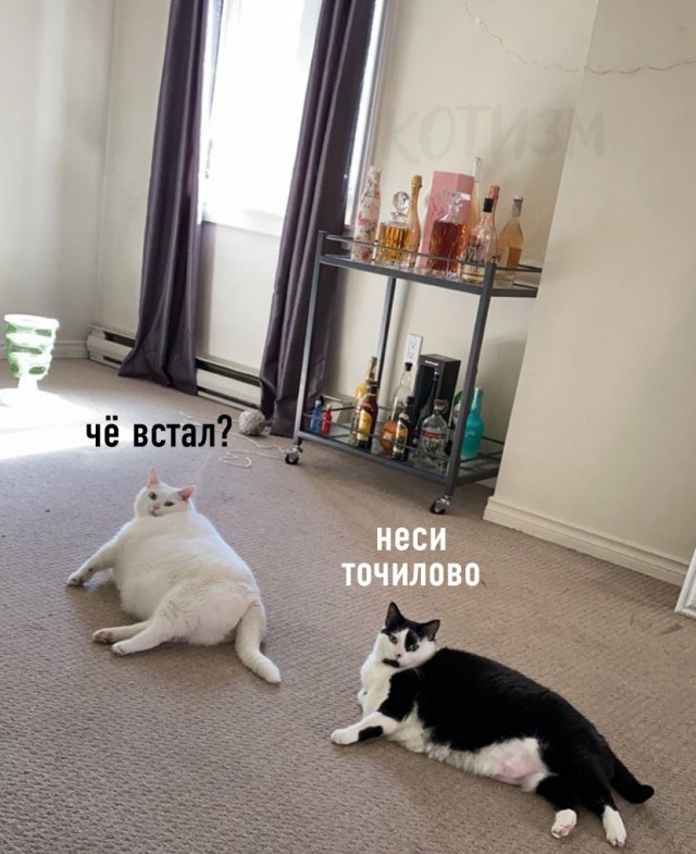 Про котикоф