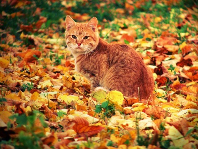 Эти забавные животные