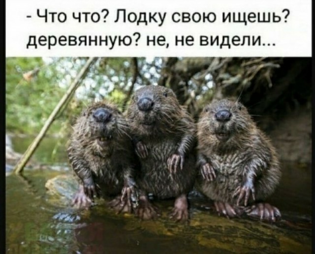 Бредзона 03.11.2020
