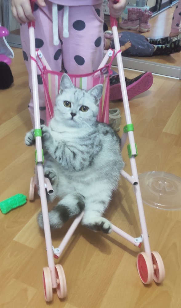 Фотографии, которые доказывают, что кошки самые большие сволочи