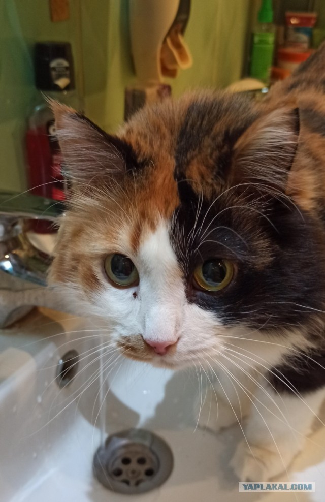Котовторник!