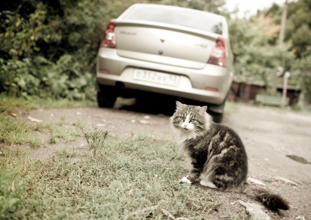 Котовторник 28.09.21