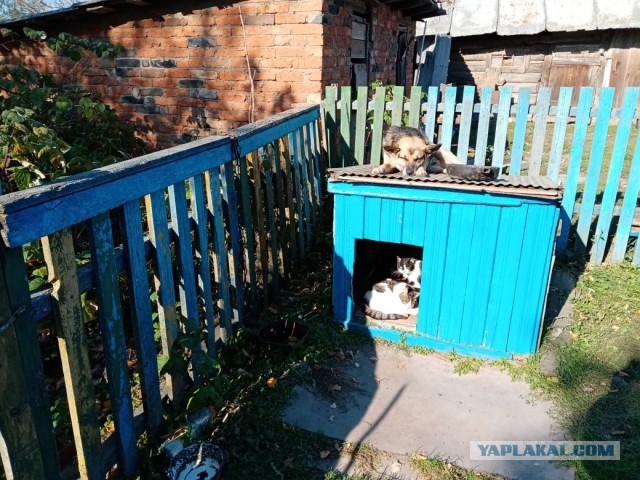 Коты в США