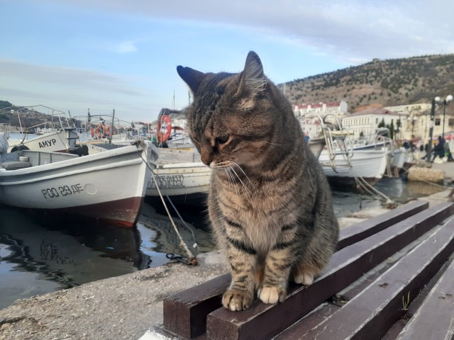Котовторник 11.01.22