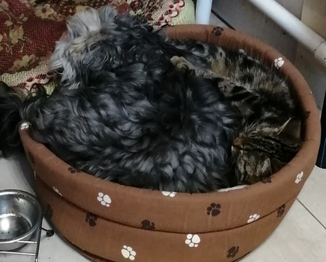 Как кошка с собакой