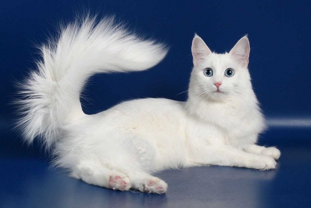 Мыть кота