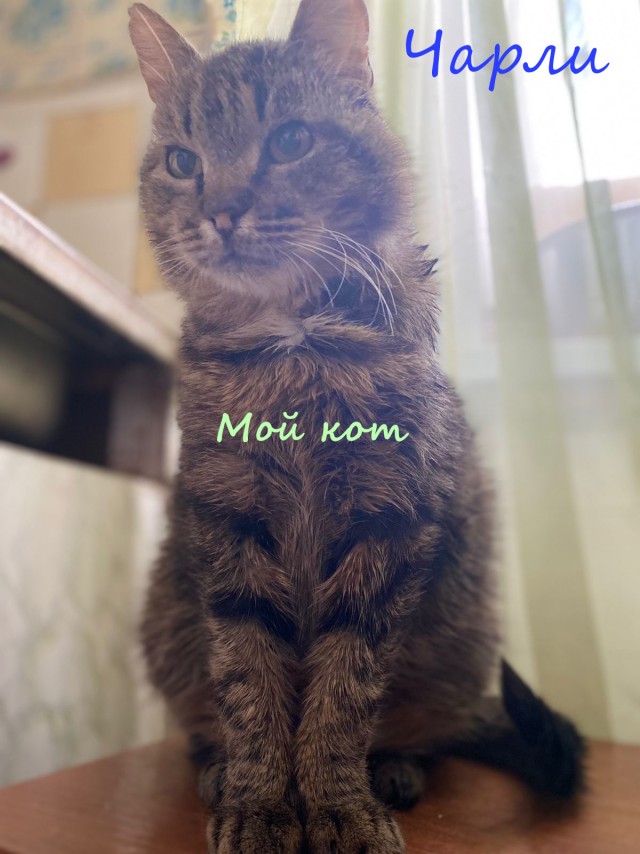 Жизнь домашнего приюта "Котоленд" 331