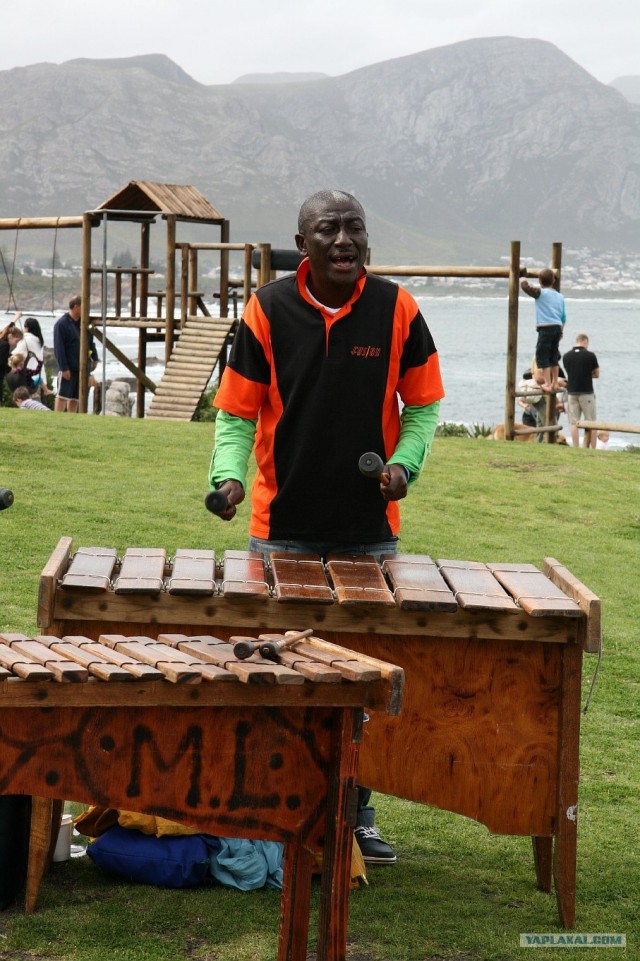 ЮАР, Замбия, Ботсвана