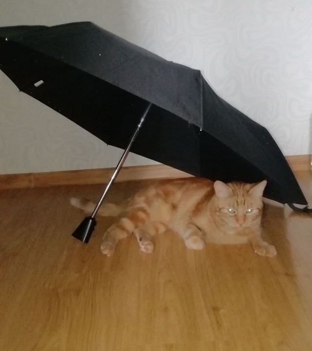 К котовторнику