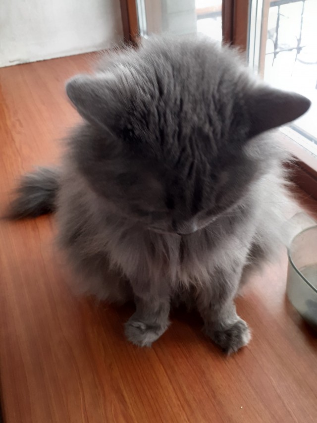 И снова день кошачий!