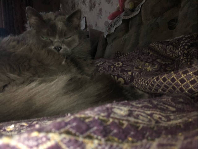 Кот д’Ивуар