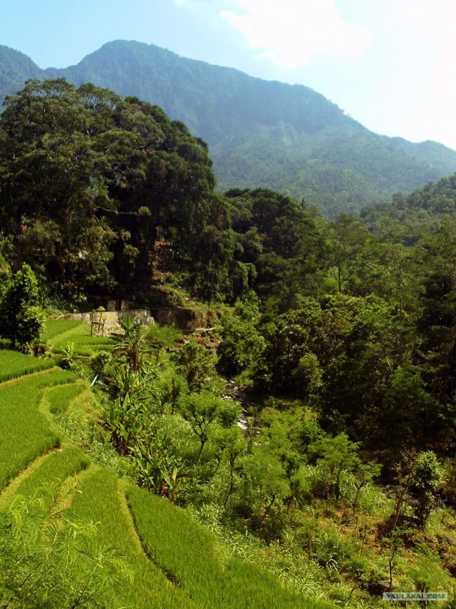 Они живут только 40 лет