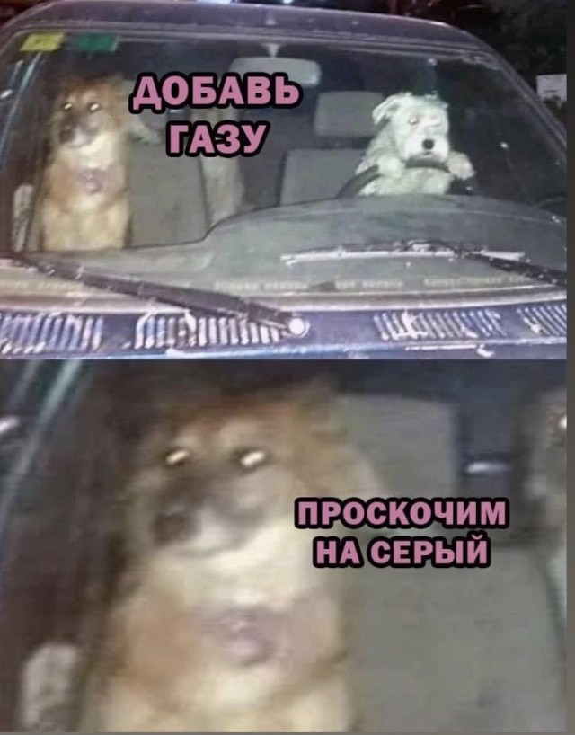 Самокатчик