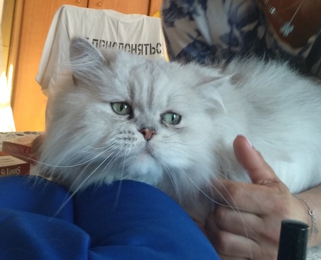 Котовторник же