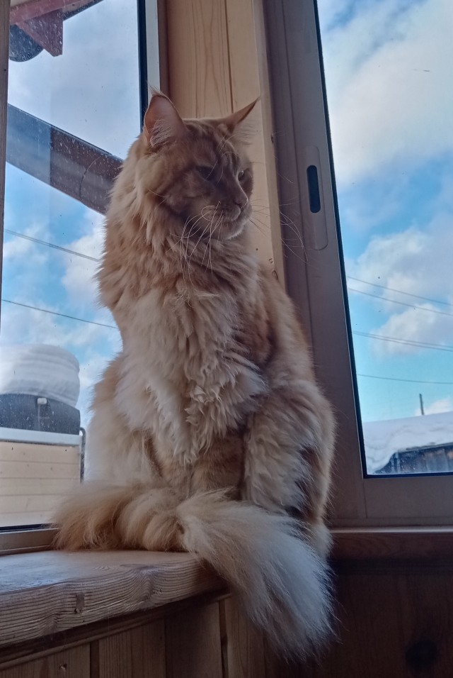 Котовторник, пополнение