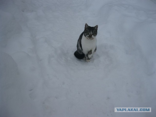 Жизнь домашнего приюта для котеек 425