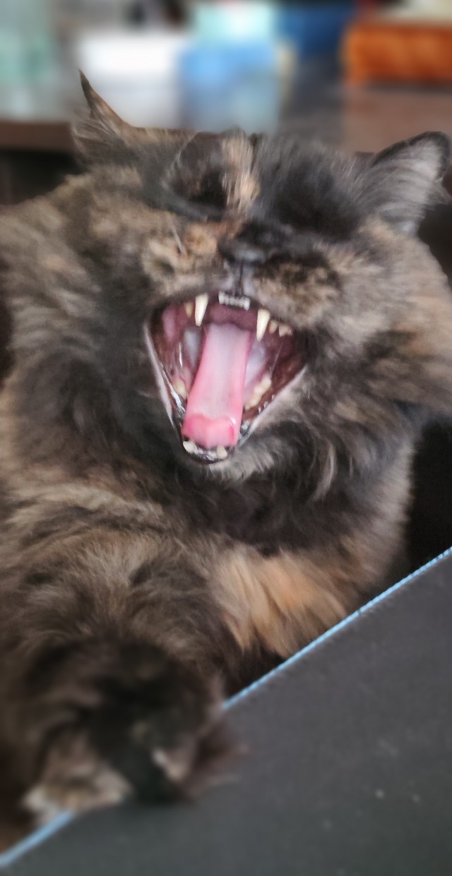 Коты-работяги