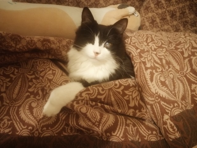 Котовторник. Было - стало