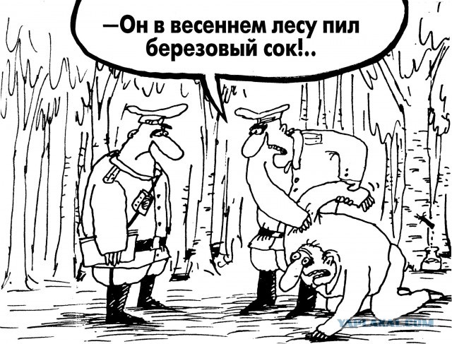 Не калечьте берёзы! Как правильно собирать берёзовый сок