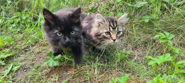 Начинаем котофторник?