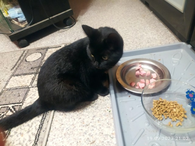 Ночной кошмар на мягких лапах.