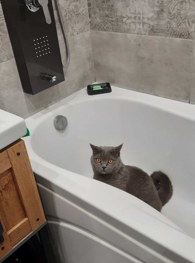 Эталон Яповского кота