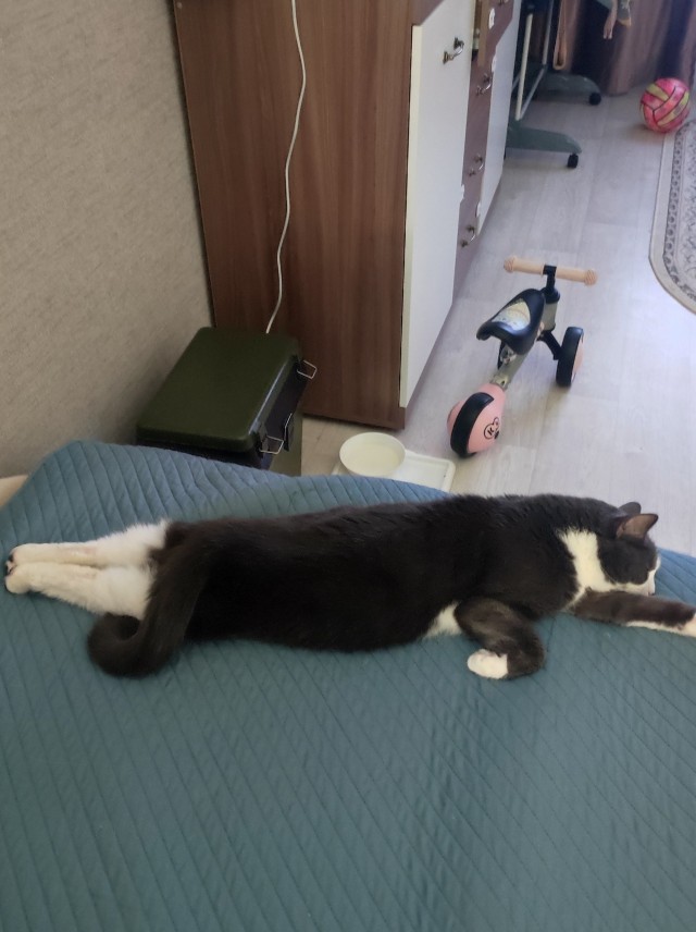 Всех с котовторником