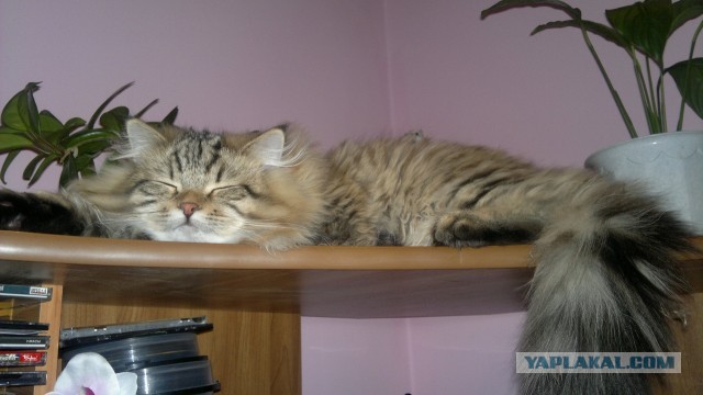 Котовторник 21.05.2013
