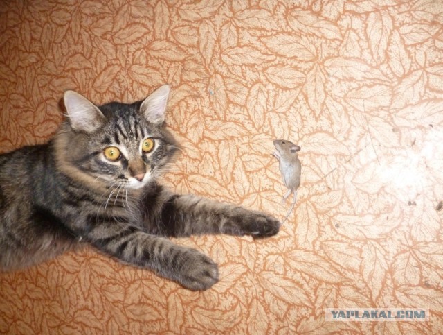 Котовторник 05/11/2024