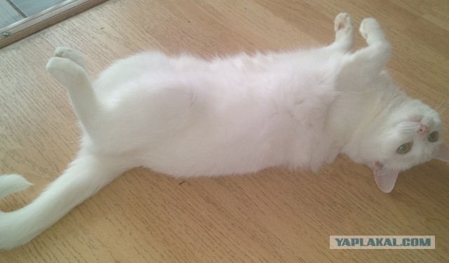 На котовторник