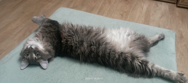 Котовторник 31.12.2024. Последний котовторник года