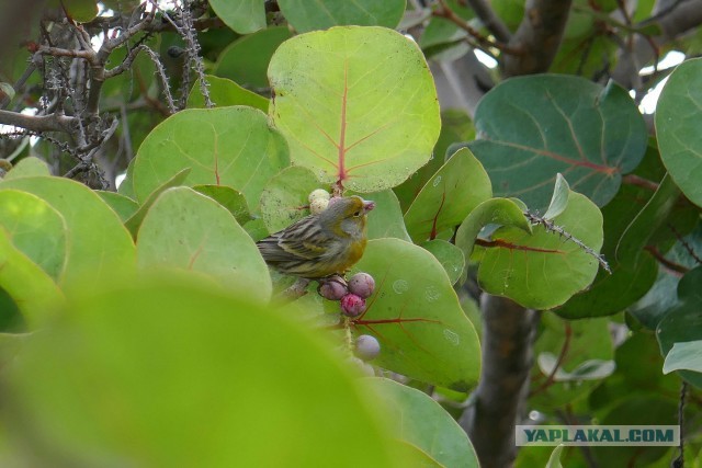 Записки моряка. Канарские острова