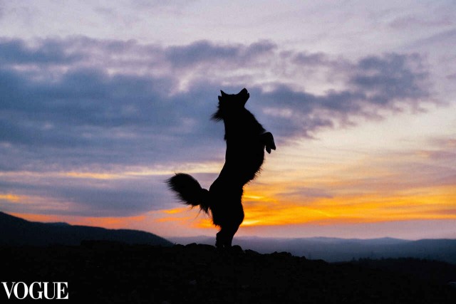Пес из красноярского приюта попал на страницы журнала Vogue